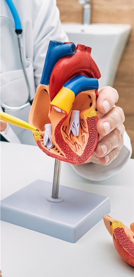 All About Heart Diseases