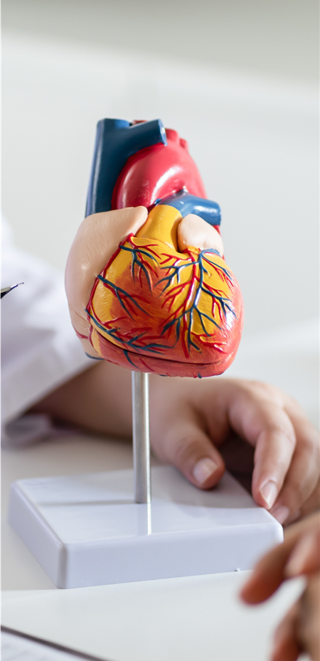 The Heart's Blueprint