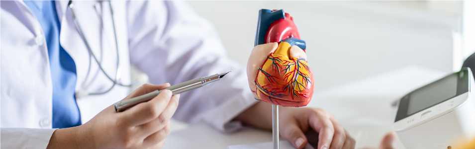 The Heart's Blueprint